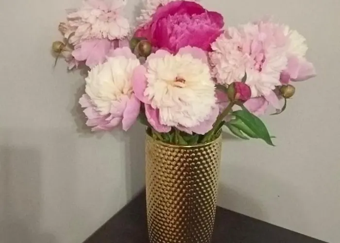 Apartamenty Grapa Szum Rzeki Parking Free Wisla